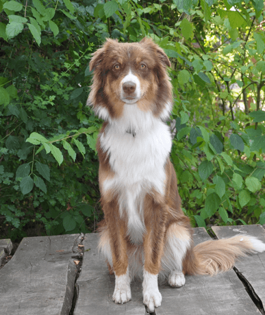 Bürohund BAUSCH Sally